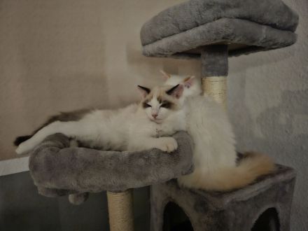 Ragdoll Katzen
