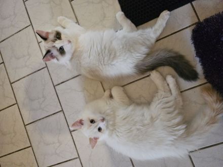 Ragdoll Katzen