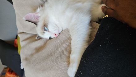 Ragdoll Katzen
