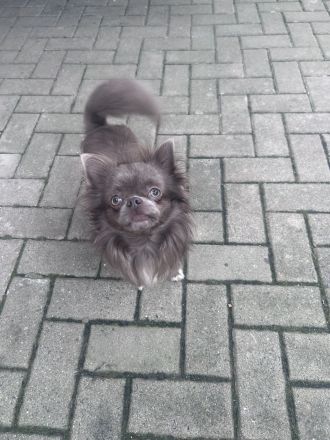 Chihuahua Deckrüde lilac