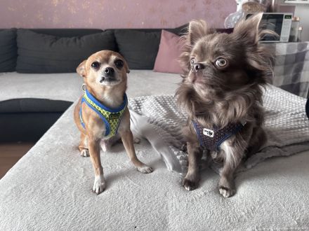 Chihuahua Deckrüde lilac