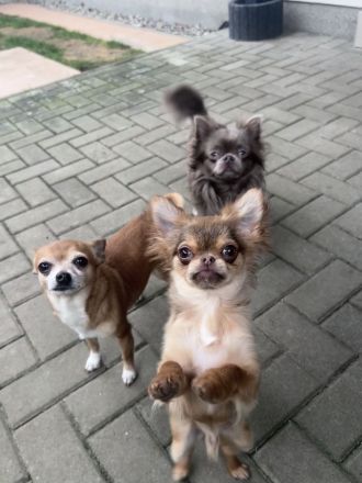 Chihuahua Deckrüde lilac