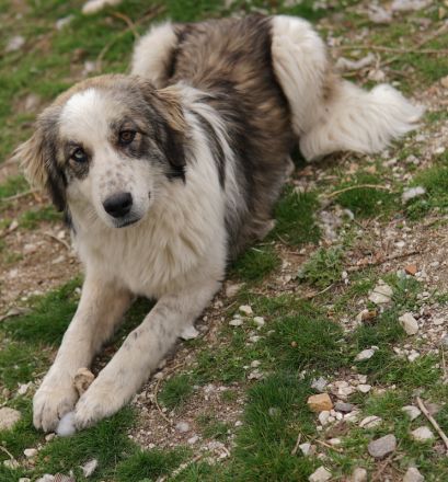 Paula und Xabi, geb. ca. 07/2023, lebt in GRIECHENLAND