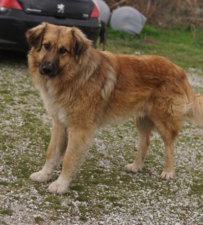 Geros, geb. ca. 03/2023, lebt in GRIECHENLAND, auf einem Gelände, auf dem die Hunde notdürftig verso