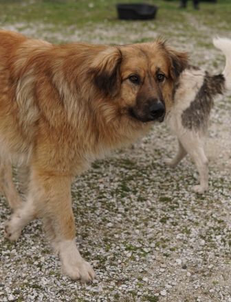 Geros, geb. ca. 03/2023, lebt in GRIECHENLAND, auf einem Gelände, auf dem die Hunde notdürftig verso