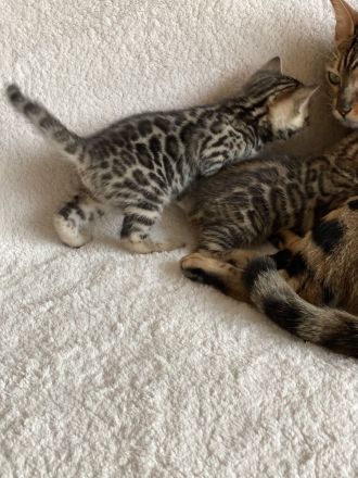 Bengal kitten