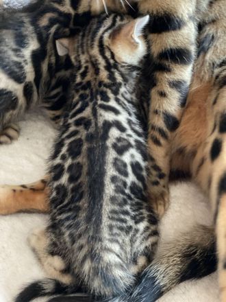 Bengal kitten