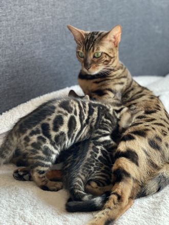 Bengal kitten