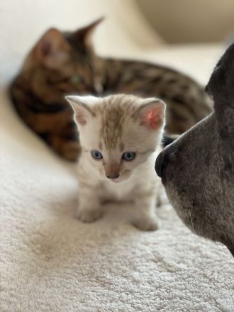 Bengal kitten