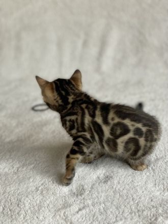 Bengal kitten