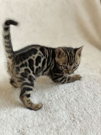 Bengal kitten