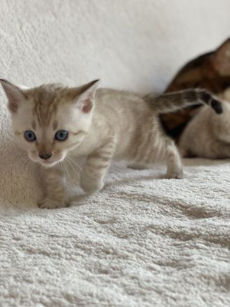 Bengal kitten