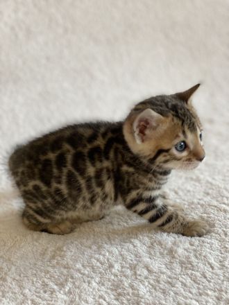 Bengal kitten