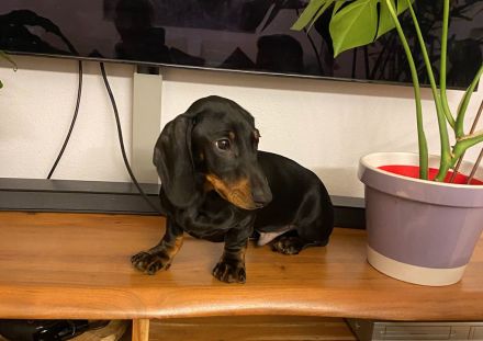 14 Wochen Dackel Welpe