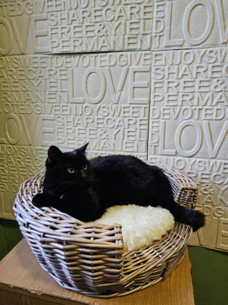 Katze schwarz zum abgeben