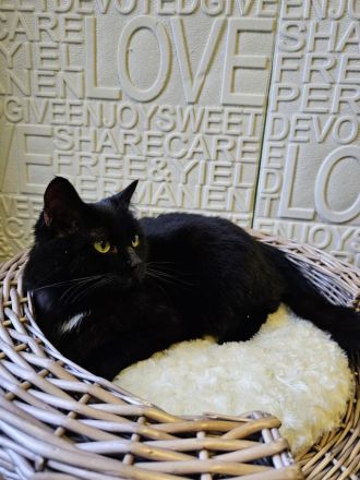 Katze schwarz zum abgeben