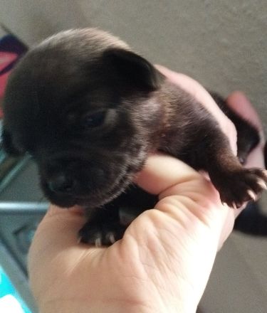 Chihuahua Welpen Kurzhaar ab april