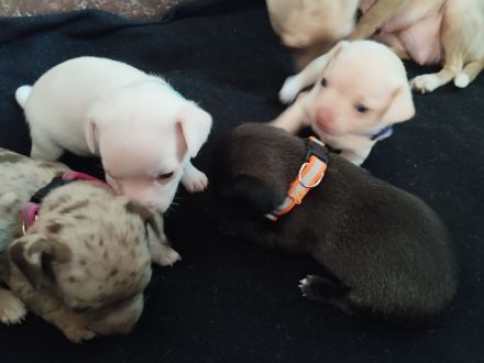 Chihuahua Welpen Kurzhaar ab april