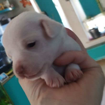 Chihuahua Welpen Kurzhaar ab april