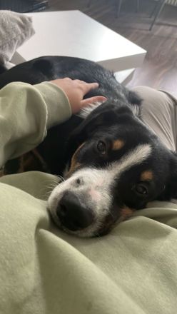 Entlebucher Sennenhund / Australien Sheppard Rüde