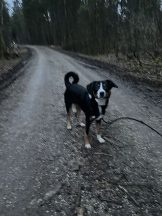 Entlebucher Sennenhund / Australien Sheppard Rüde
