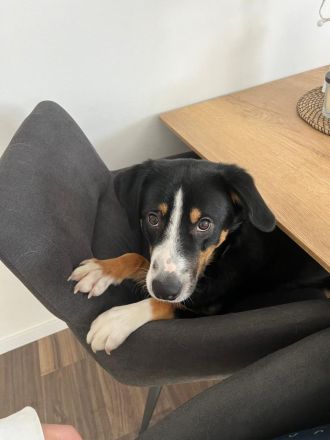 Entlebucher Sennenhund / Australien Sheppard Rüde