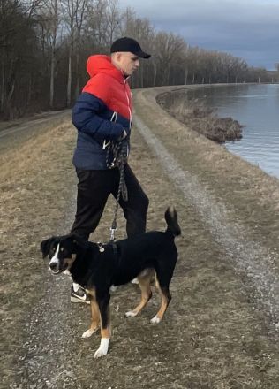 Entlebucher Sennenhund / Australien Sheppard Rüde