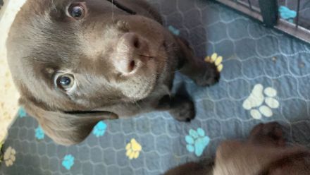 Reinrassige Labradorwelpen