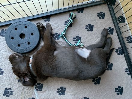 Reinrassige Labradorwelpen