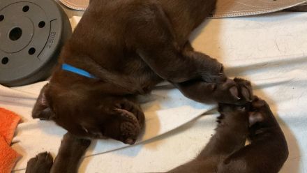 Reinrassige Labradorwelpen