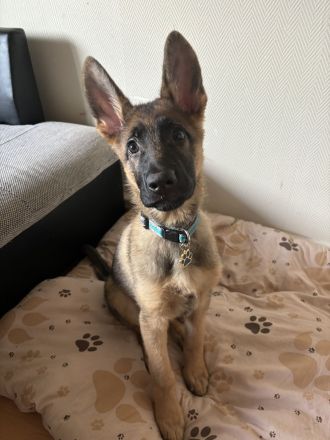 Deutscher Schäferhund Welpe