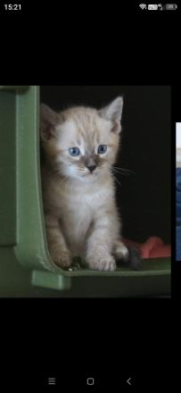 Bengalen vom Moorjuwel