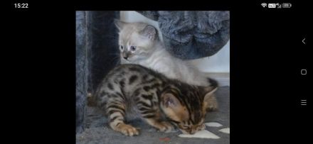 Bengalen vom Moorjuwel