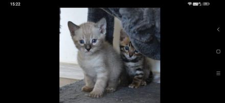 Bengalen vom Moorjuwel