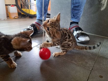 Unsere MiniLeos dürfen ausziehen (Reservierung möglich)