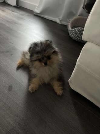 Reinrassige Pomeranian / Zwergspitz Welpen