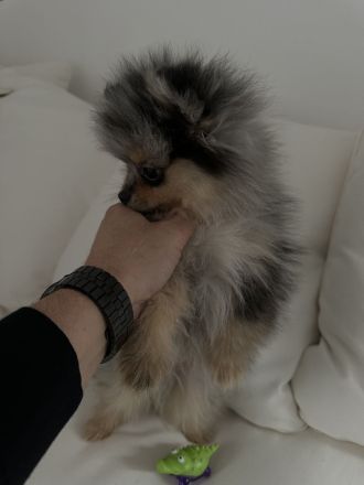Reinrassige Pomeranian / Zwergspitz Welpen