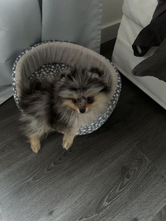 Reinrassige Pomeranian / Zwergspitz Welpen