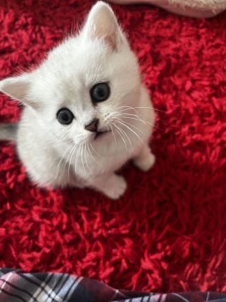 6 Süße Kitten abzugeben