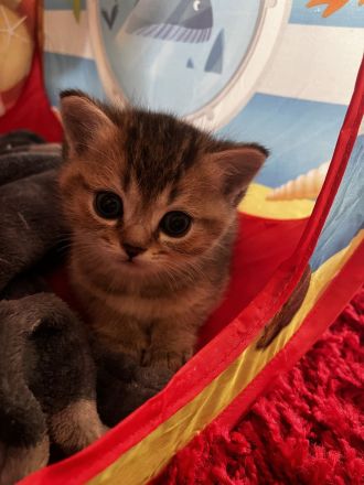 6 Süße Kitten abzugeben