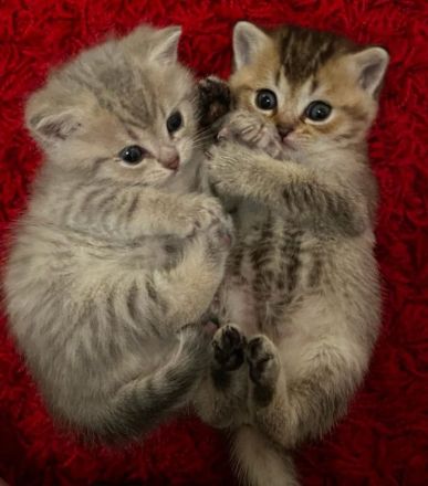 6 Süße Kitten abzugeben