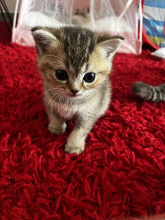 6 Süße Kitten abzugeben