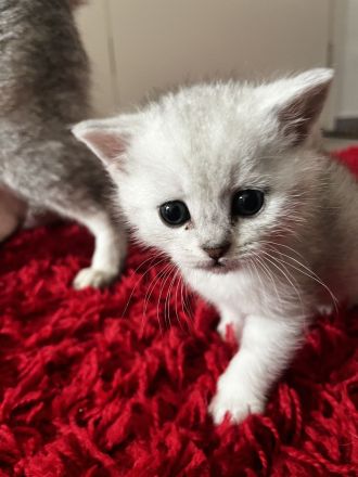 6 Süße Kitten abzugeben