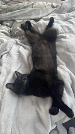 Mischa, BKH Kitten, 8 Monate alt