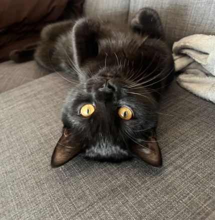 Mischa, BKH Kitten, 8 Monate alt