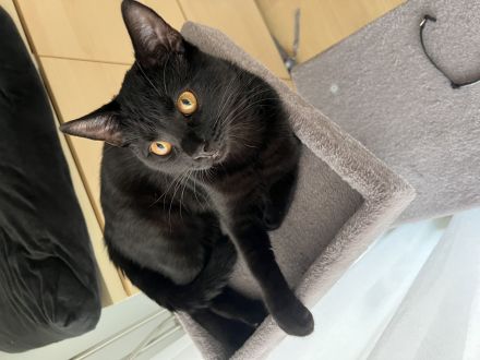 Mischa, BKH Kitten, 8 Monate alt