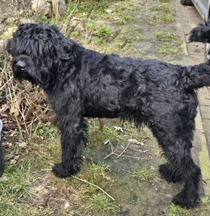 Riesenschnauzer Welpen