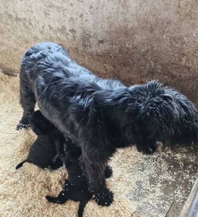 Riesenschnauzer Welpen