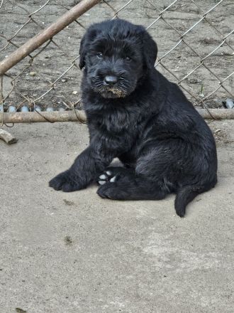 Riesenschnauzer Welpen