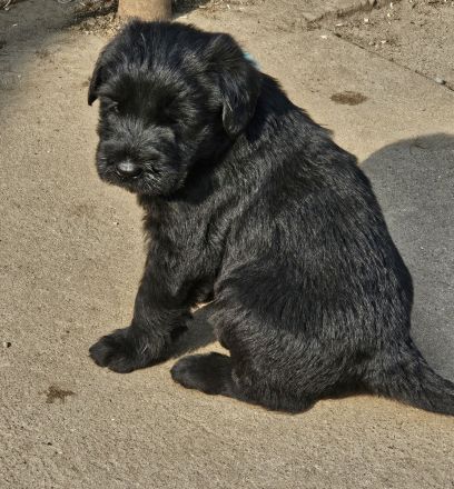 Riesenschnauzer Welpen